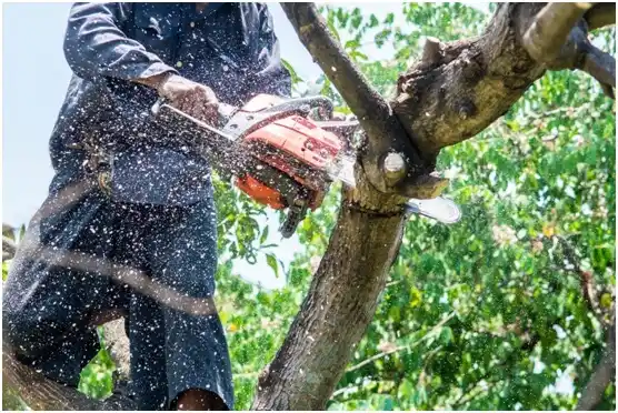 tree services Allensville